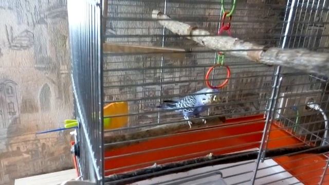 Реакция попугая на ультрафиолетовую лампу смотреть онлайн