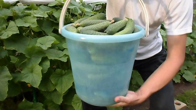 ДАЧНЫЙ ВЛОГ: УРОЖАЙНЫЙ ОГОРОД, СОБРАЛ ПОЛНОЕ ВЕДРО СВЕЖИХ ОГУРЦОВ СОРТ ФОРСАЖ, 16.08.2019 смотреть онлайн