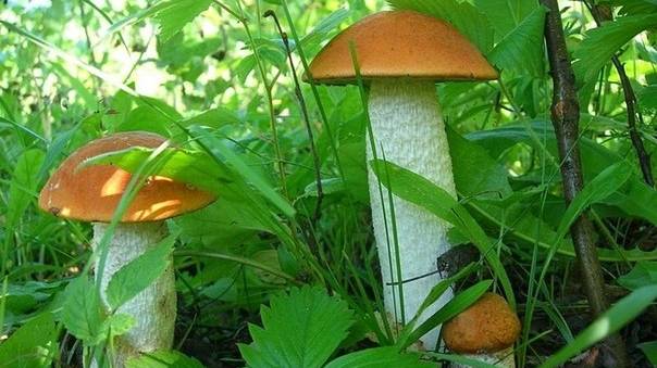 НИВА, красноголовик смотреть онлайн