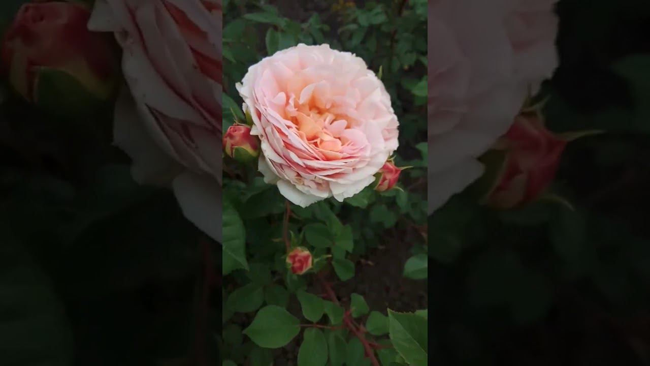 роза Абрахам Дерби @rose_bushes161 смотреть онлайн