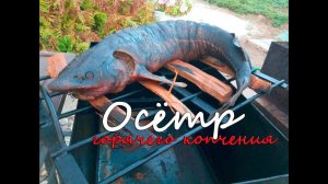 Осётр горячего копчения. Древнейший рецепт осетрины. Самая вкусная рыба горячего копчения!