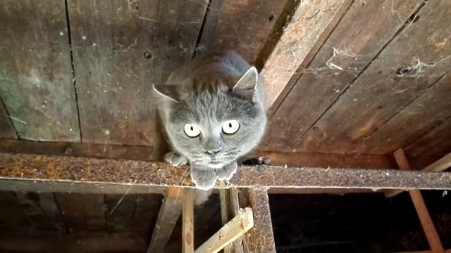 КОШКА БРИТАНКА НАПАЛА НА ОПЕРАТОРА!!! смотреть онлайн