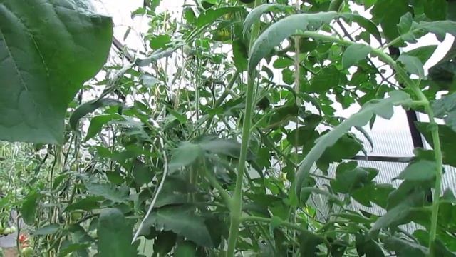 ОБЗОР ТОМАТА "МИНУСИНСКИЙ ГИГАНТ"! смотреть онлайн