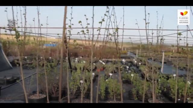 Питомник Флорини 1-2 мая смотреть онлайн