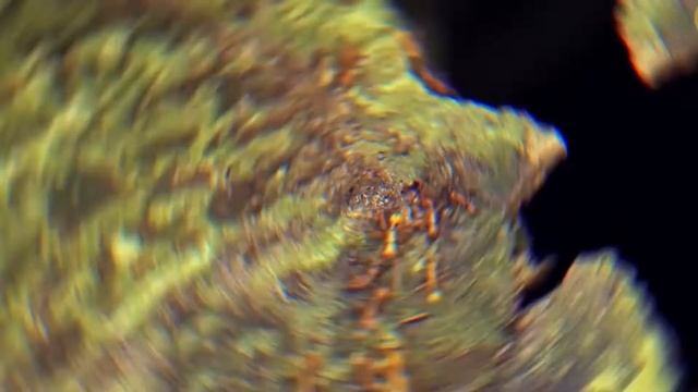 Кто такие муравьи? Что мы о них знаем? смотреть онлайн