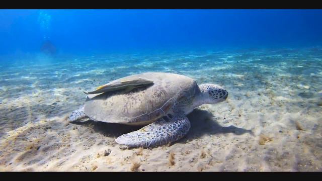 2018 - Diving at Marsa Alam, EGYPT (4k) смотреть онлайн