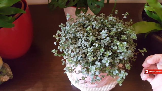 👉👉👉 Como Cuidar PILEA Glaucophylla O Glauca ❤️ Cuidados, PROPAGACIÓN, Humedad, ESQUEJES Libanensis