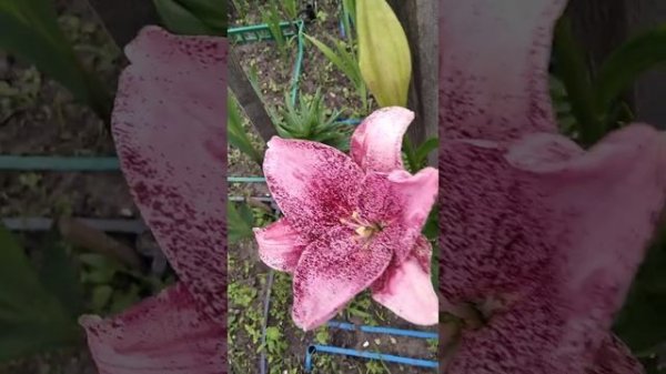 Лілія Sweet Sugar, LA - гібрид, Лилия Свит Шуге