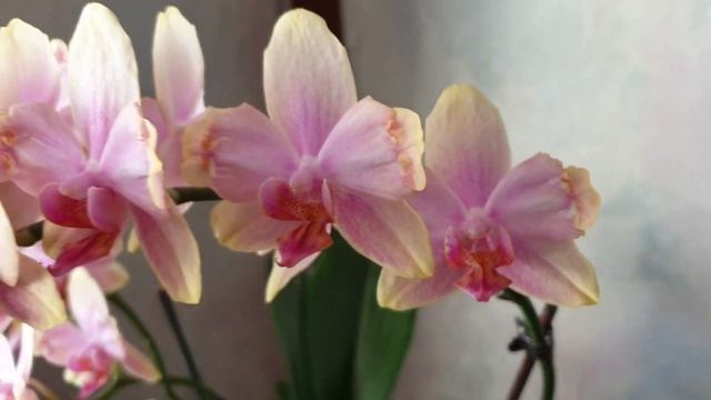 Шикарное цветение орхидеи Сара Блаш бабулетка и Пират Пикоти бабочка смотреть онлайн