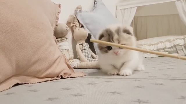 munchkin cat (cute kittens) смотреть онлайн