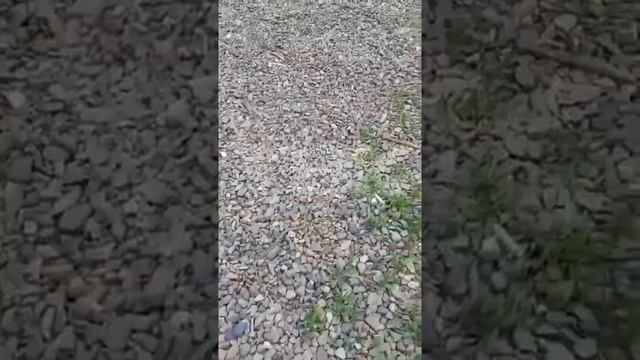 Красноярка заметила змей на детской площадке смотреть онлайн