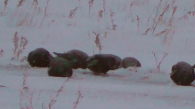 СТАЯ ЧЁРНЫХ ЖАВОРОНКОВ НА ЗИМНЕМ ПРОМЫСЛЕ смотреть онлайн