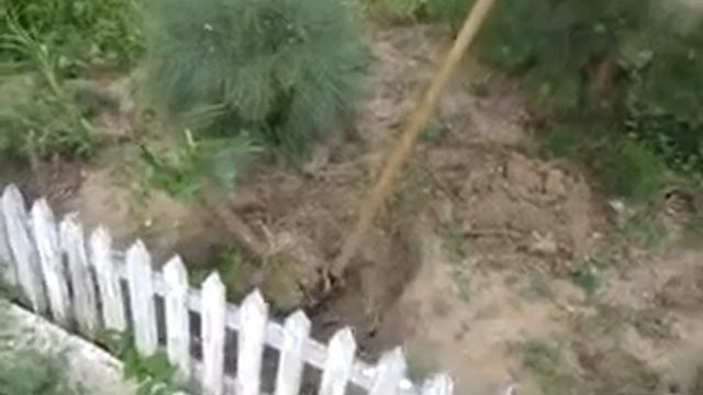 Сумах и айлант Пересадка сумаха Отводки 08 07 2020 смотреть онлайн