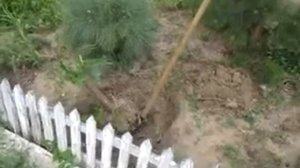 Сумах и айлант Пересадка сумаха Отводки 08 07 2020