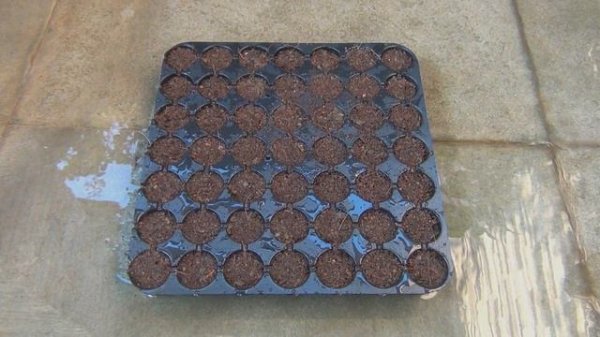 Learn How to Grow Cineraria from Seed Perfectly