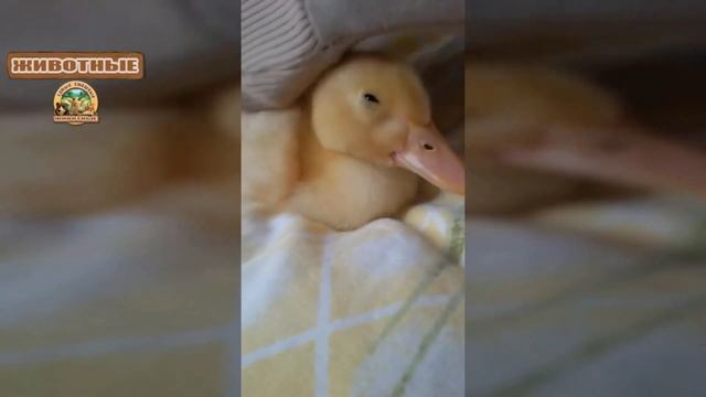 Смешные Утята - Подборка видеороликов со смешными утятами. 2018 HD смотреть онлайн