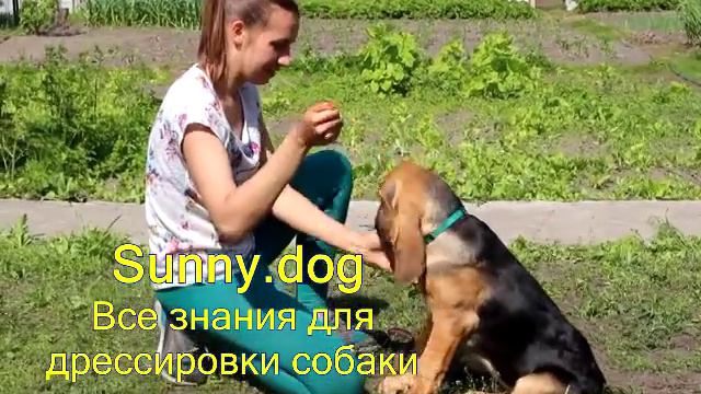 щенок вырастет и станет послушным смотреть онлайн