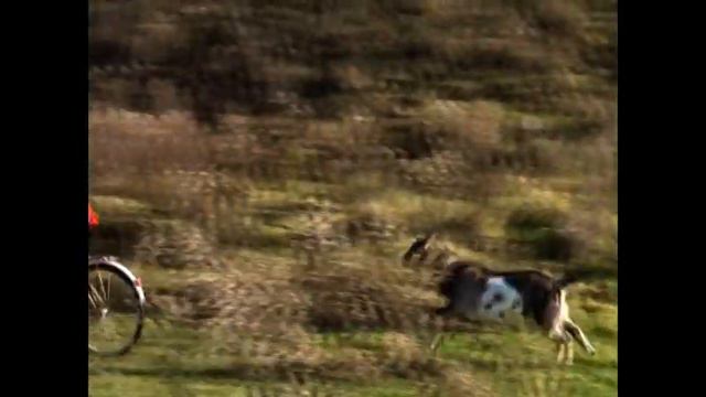 Коза Амася и её первый окот. смотреть онлайн