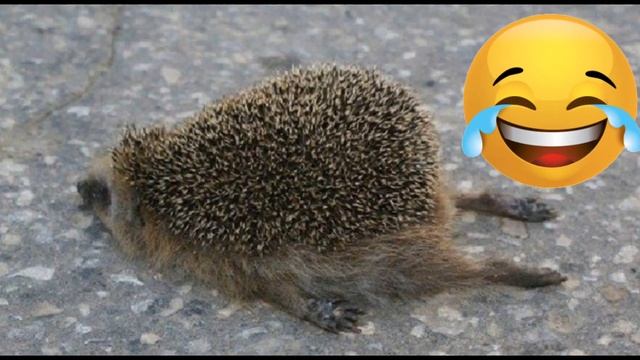 ТОП 5 смешных ежей! Смешные ежи 2022| всем смотреть смотреть онлайн