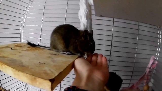 Любопытные дегу| Странные звуки смотреть онлайн