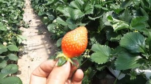 Корейская клубника Сольхянг на 30.03.2020г