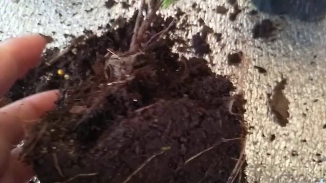 Покупка хвойных в ноябре.Как вырастить зимой?