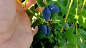 Жимолость Blue Treasure, Strawberry Sensation, Giant's Heart, Blue Banana. Первое впечатление