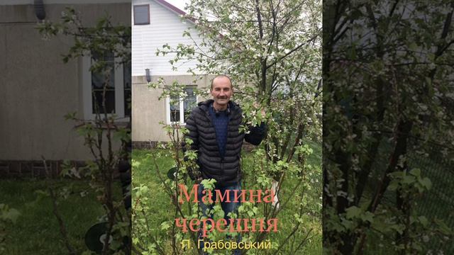 Мамина черешня смотреть онлайн
