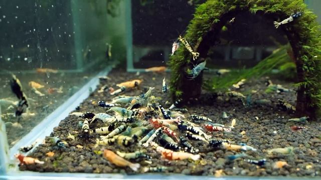3 Breeding Shrimp Tanks Setup for Caridina (Step by Step 12 Weeks Shrimp Tank Cycle) смотреть онлайн