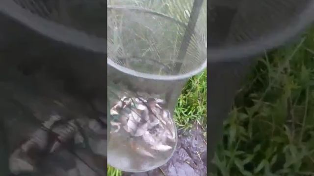 Улов озеро Тетеринкое - ТАРАНКА - плотва, подлещик, густера. смотреть онлайн