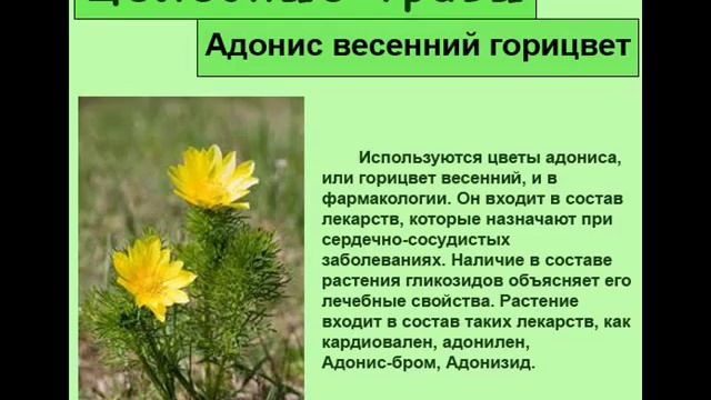 Адонис весенний горицвет смотреть онлайн