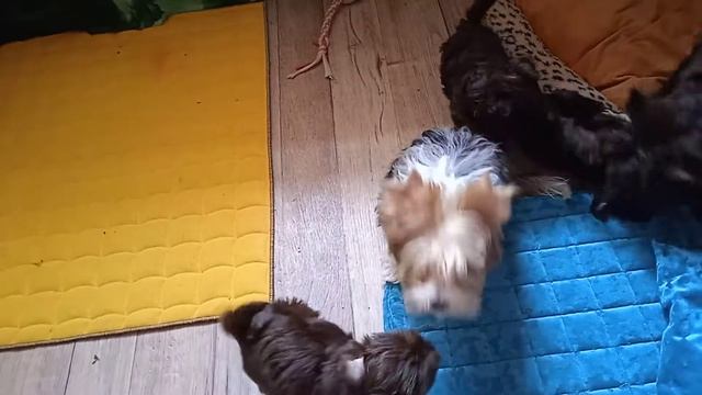 Девочка блюберри мерле смотреть онлайн