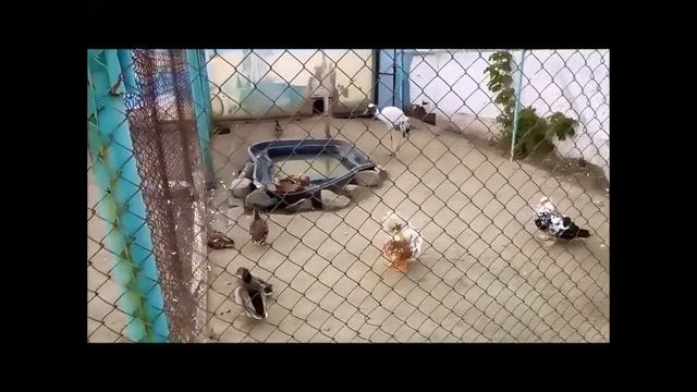 Зарисовки из Барнаульского зоопарка.01.10.19 смотреть онлайн