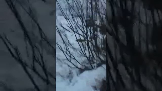 Сдохла вся рыба в озере Бисерово Московская обл смотреть онлайн