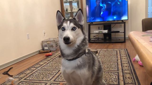 1383.НАША КРАСОТКА СОЧИ ВЫШЛА НА ОХОТУ !! смотреть онлайн