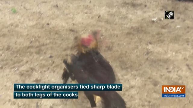 Roosters get training for cockfighting ahead of Pongal festival смотреть онлайн