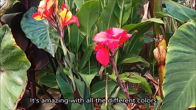 Tropical Garden Tour with Over 70 Different Plants with Bananas, Canna Lilies, and Elephant Ears смотреть онлайн