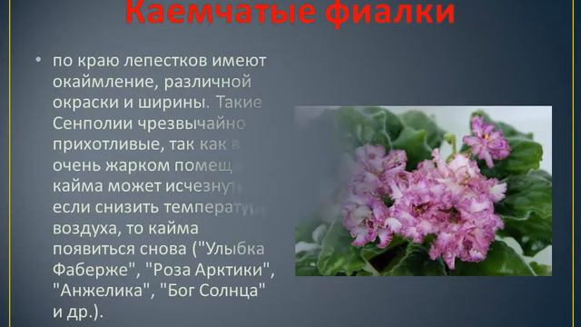 Фиалка, размножение и уход смотреть онлайн