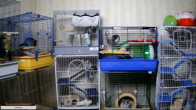 Наблюдаем за жизнью Шиншилл