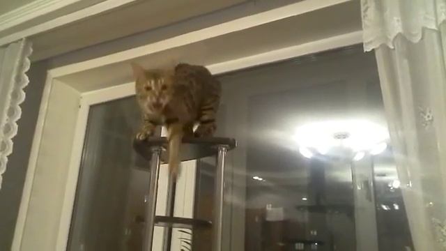 Бенгальская кошка отдыхает на цветочной полке.