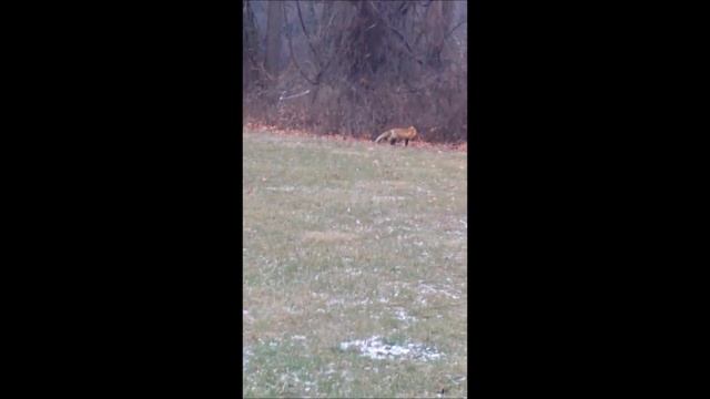 Рыжий Лис. Новая история «о Маленьком принце». Red Fox. By Sam Zilman