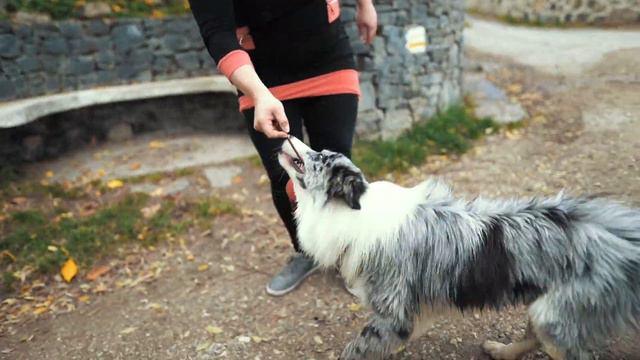 Border Collie Mex смотреть онлайн
