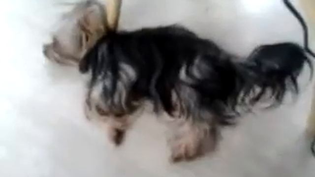 Вива спит и виляет хвостиком смотреть онлайн