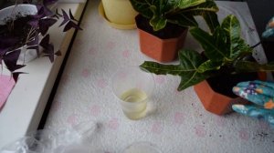 РАЗМНОЖЕНИЕ КРОТОНА! ( Быстрый и 100% способ) Посадка укорененных верхушечных черенков