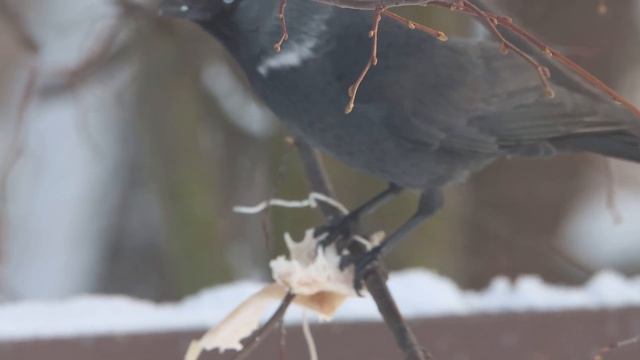 Кто же прилетел на сало для синиц? смотреть онлайн