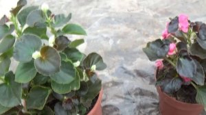 ВЕЧНОЦВЕТУЩАЯ БЕГОНИЯ! ОБРЕЗКА НА ЗИМУ-ЭТО ВАЖНО!!!