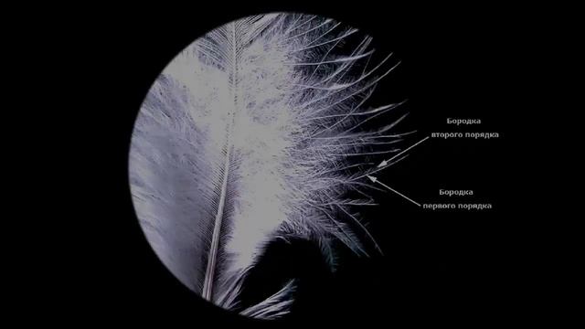 Строение пера птицы смотреть онлайн