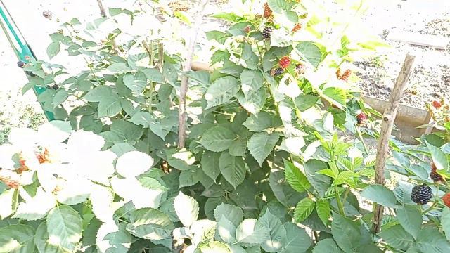 БЛЕК ДЖЕМ ЛЕТНИЙ ЦИКЛ часть 4