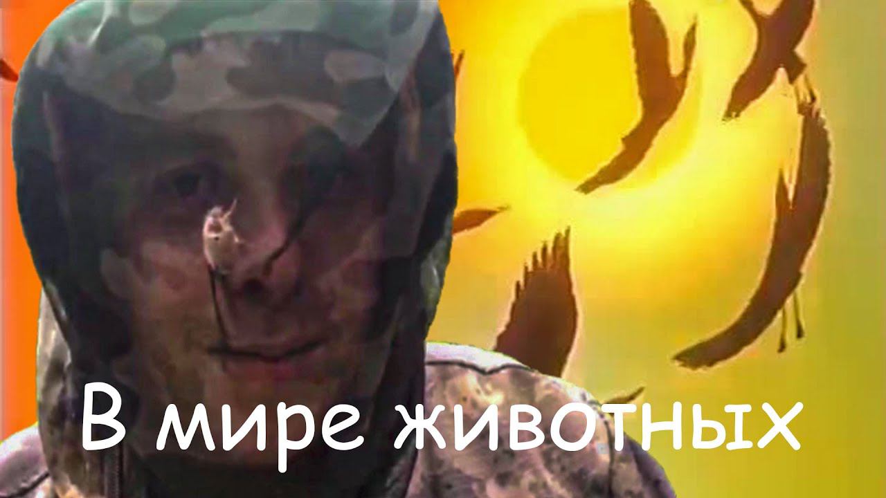 Металлокоп / В мире животных смотреть онлайн