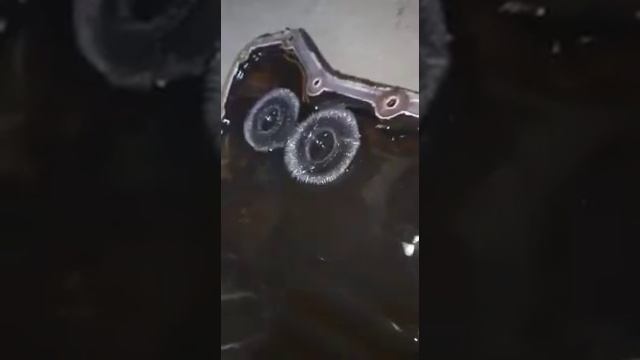 Это шок!! акпп ниссан пульсар!!! Не натягивайте тормозную ленту!!! смотреть онлайн